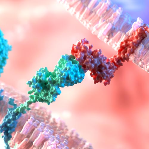 Targets of CAR-T Cell Therapy