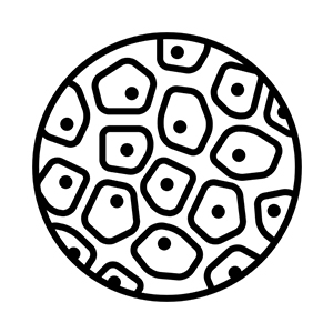 In Vitro Functional Assays