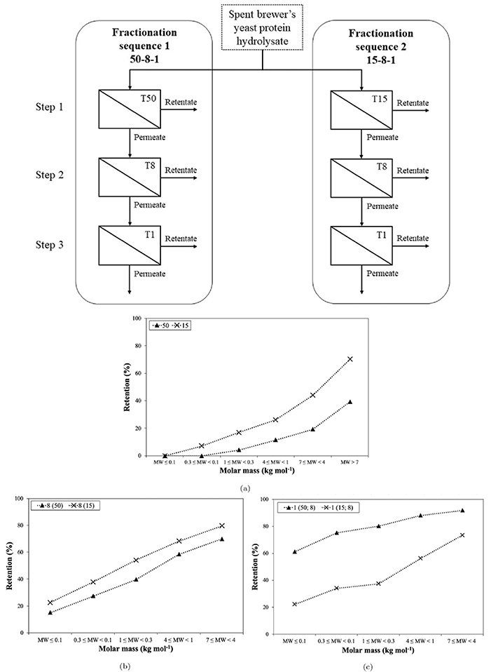 Experimental workflow of serial ultrafiltration-based fractionation of spent brewer’s yeast protein hydrolysate, showing retention profiles of peptide fractions relative to molar mass across each filtration step.