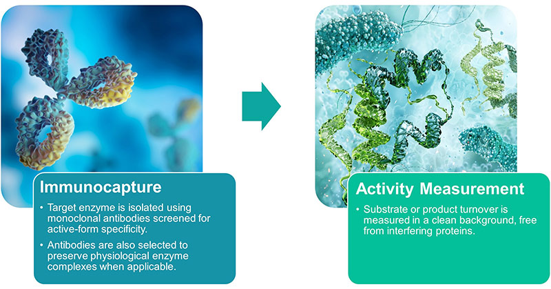 Overview of immunoassay-based enzyme activity measurement: immunocapture and activity measurement.
