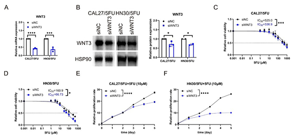 Wnt3 promotes chemoresistance to 5-Fluorouracil in oral squamous cell carcinoma via activating the canonical β-catenin pathway.