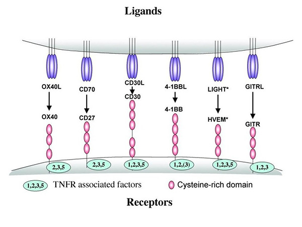 TNFR family members and association with TRAFs; Dowell, 2015.