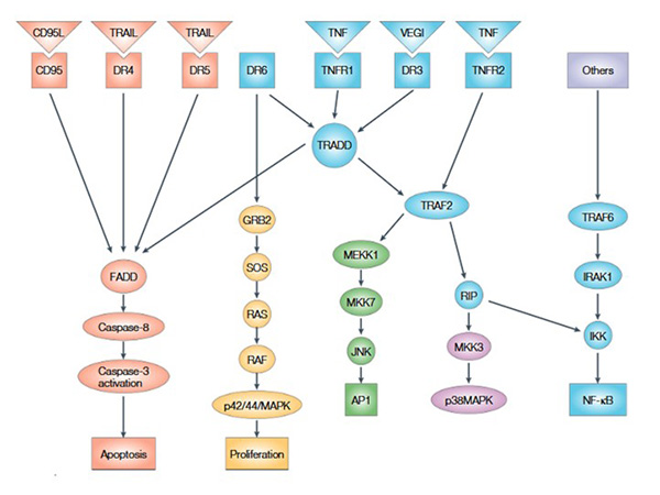 Cellular signaling pathways leading to activation of the main cellular responses by members of the TNF superfamily; Aggarwal, 2003.