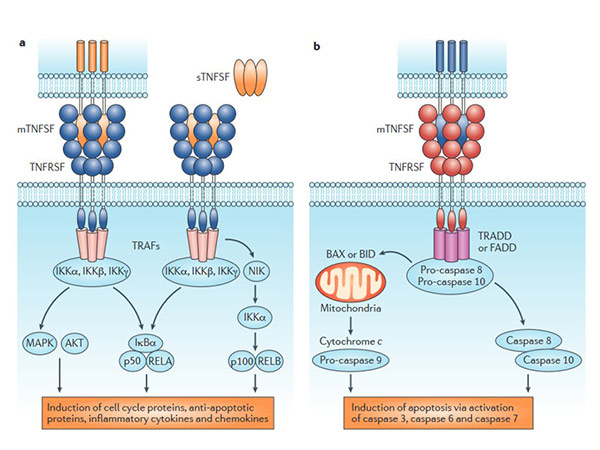 Pro-inflammatory and death-inducing activity of TNFSF members; Croft et al., 2013.