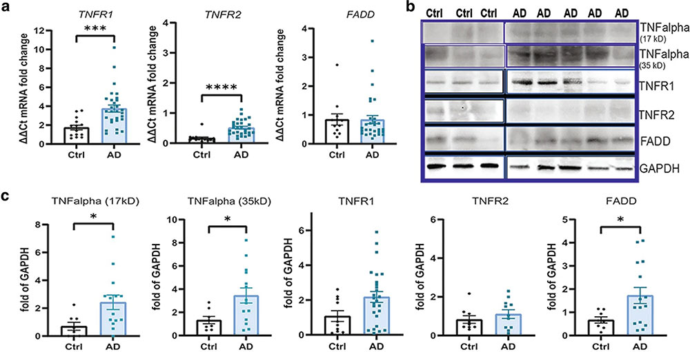 TNF-mediated neuroinflammation is linked to neuronal necroptosis in Alzheimer’s disease hippocampus.