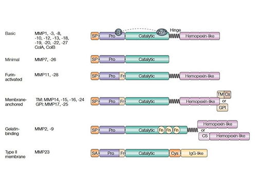 Matrix metalloproteinase (MMP) structural domains.