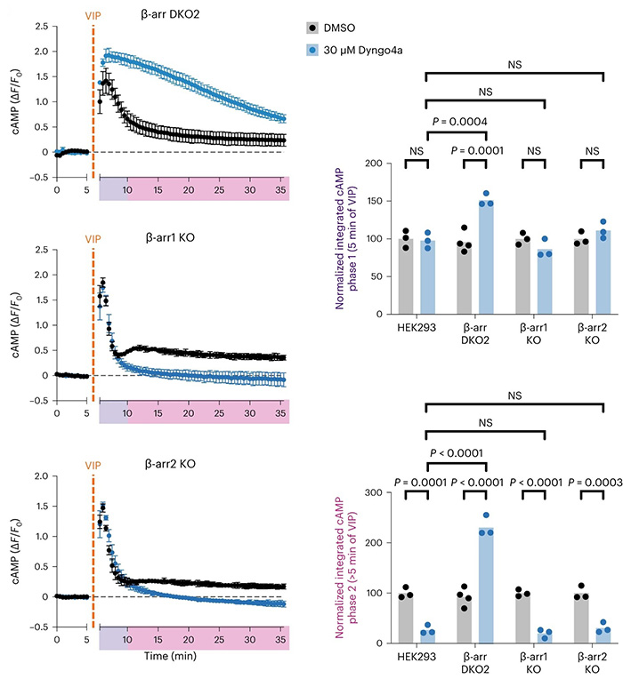 β-Arrestin is dispensable for VIPR1 endosomal cAMP signaling.