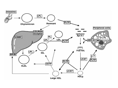 Lipid metabolism; Hattori, 2010.