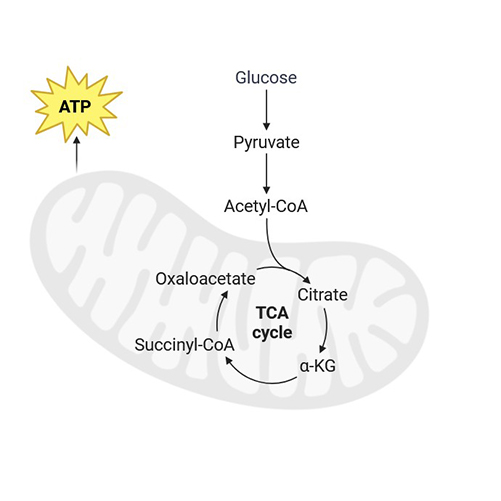 Cellular Respiration Assays