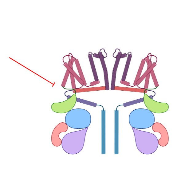 HERG Channel Inhibition
