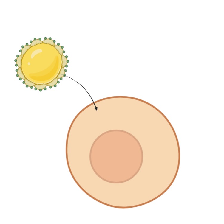 Fatty Acid Uptake Studies