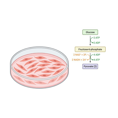 Glycolysis Stress Tests