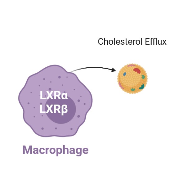 Fatty Acid Uptake Studies
