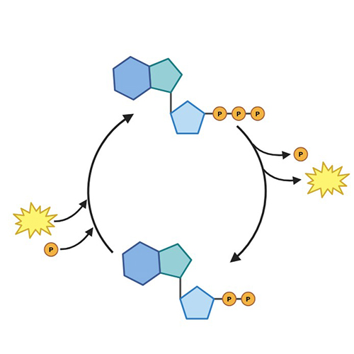 ATP Quantification Assays