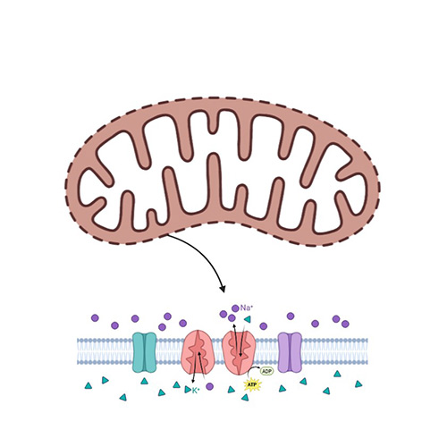 Mitochondrial Membrane Potential Assays