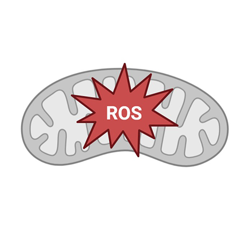 Reactive Oxygen Species (ROS) Detection