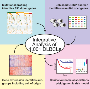 Genetic and Functional Drivers of Diffuse Large B Cell Lymphoma