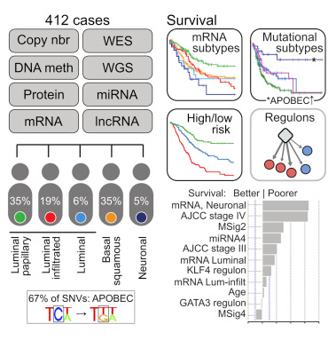 Comprehensive Molecular Characterization of Muscle-Invasive Bladder Cancer