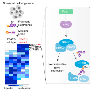 Chemical Proteomics Identifies Druggable Vulnerabilities in a Genetically Defined Cancer