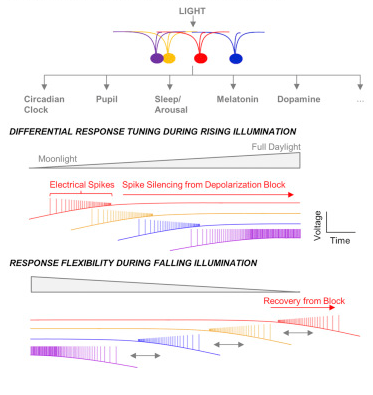 A Population Representation of Absolute Light Intensity in the Mammalian Retina