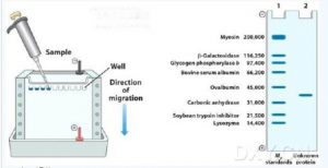 SDS-PAGE