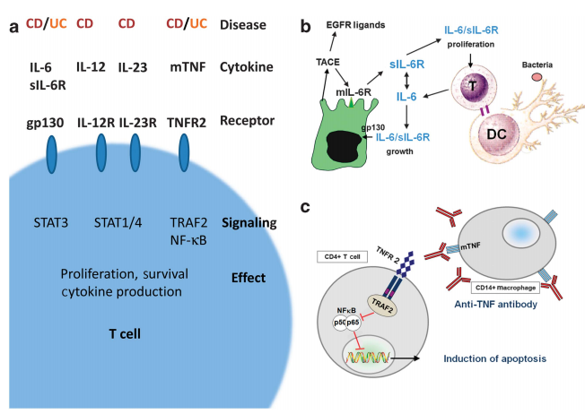 Signaling events in inflammatory bowel diseases.