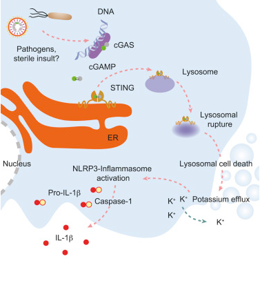 The DNA Inflammasome in Human Myeloid Cells Is Initiated by a STING-Cell Death Program Upstream of NLRP3