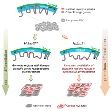 Genome-Nuclear Lamina Interactions Regulate Cardiac Stem Cell Lineage Restriction