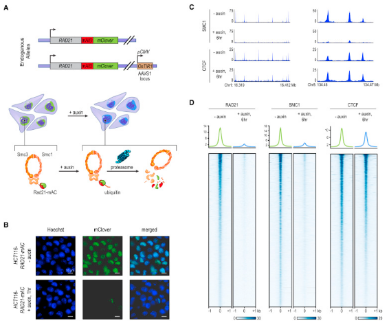 Cohesin Loss Eliminates All Loop Domains