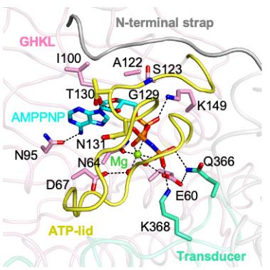 Research Progress on Structural Characteristics and Enzyme Activity Regulation Mechanisms of Viral Topoisomerases