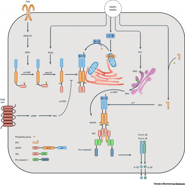 Review of the Control of Inflammasome Activation by Phosphorylation