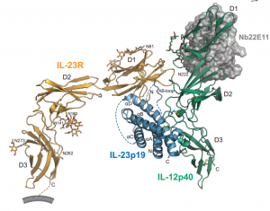  IL-23 IL-23R crystal structure