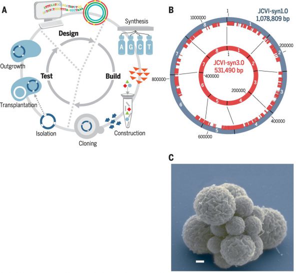 A Platform for Exploring the Core Functions of Life: Design and Synthesis of a Minimal Bacterial Genome