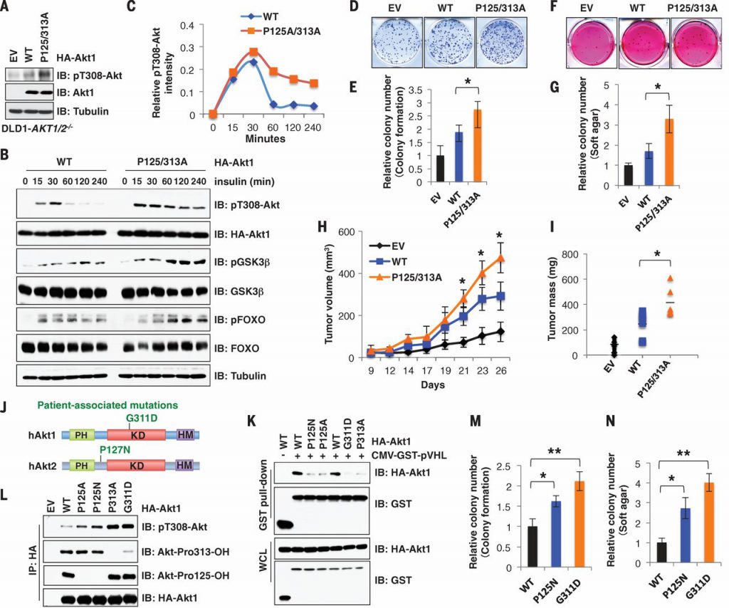 Fig. 4 Disruption of Akt proline-hydroxylation events leads to a sustained Akt kinase activation and increased colony formation and tumor growth.