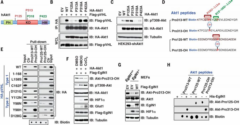 Fig. 3 EglN1 hydroxylates Akt1 at the Pro125 and Pro313 residues to trigger Akt1 interaction with pVHL.