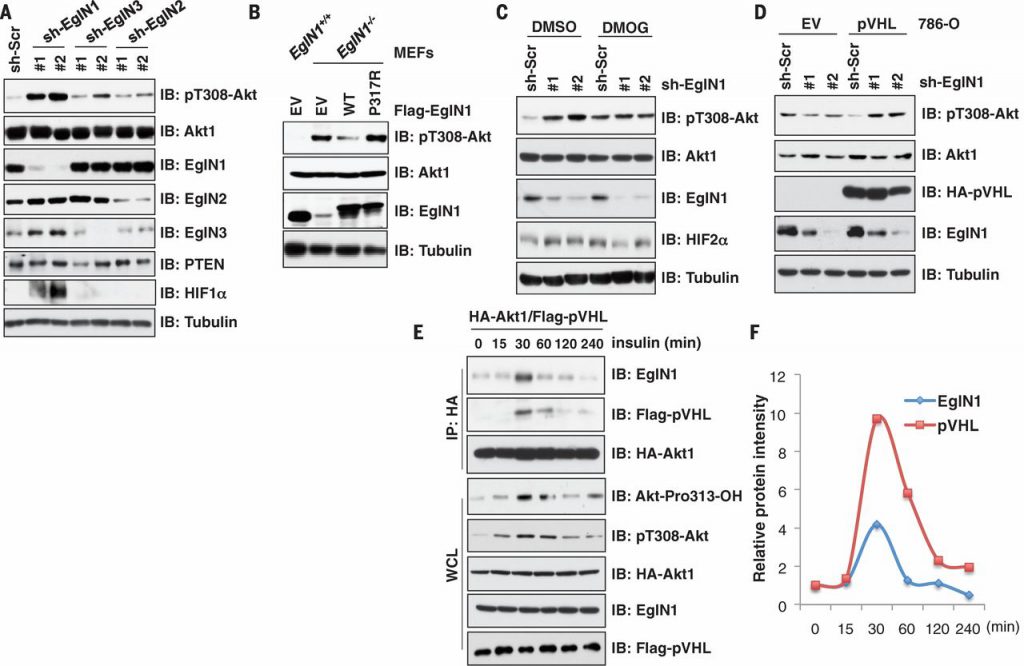 Fig. 2 EglN1 mediates the inhibition of Akt by pVHL.