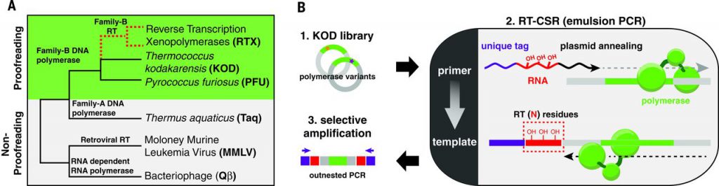 Evolution of a synthetic family of reverse transcriptases