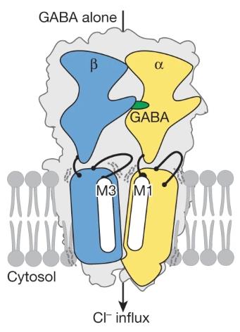 The Three-Dimensional Structure of Type A GABA Receptors in Natural State