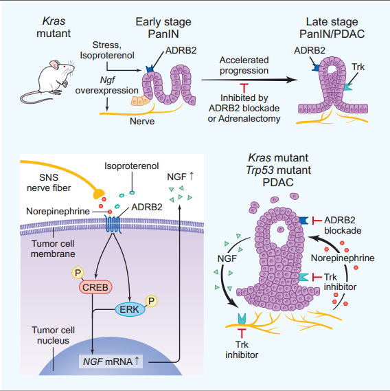 Graphical abstract