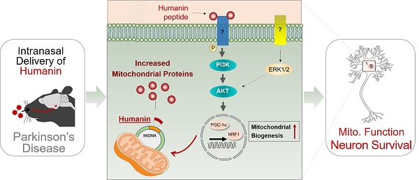 Intranasal injection of human mitochondrial protein alleviates the progression of Parkinson's disease