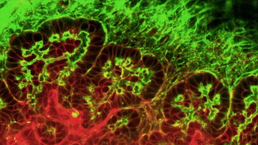 Acinar-Ductal Cell Rearrangement Drives Branching Morphogenesis of the Murine Pancreas in an IGF/PI3K Dependent Manner