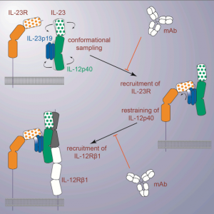IL-23-IL-23R graphical abstract