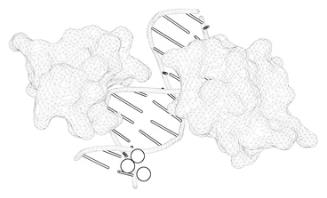 MSL2 Ensures the Expression Mechanism of Mammalian Biallelic Genes