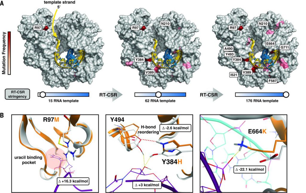 Molecular checkpoints involved in template recognition