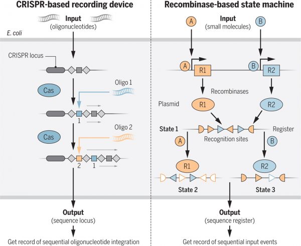 DNA Memories: In Vivo DNA Edit over Generations of Living Cells