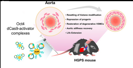 By Activating Oct4, Premature Aging Mouse Cells Can Recover Their Vitality