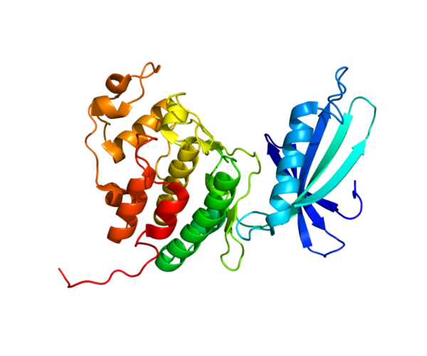 CDK4 - a master regulator of the cell cycle