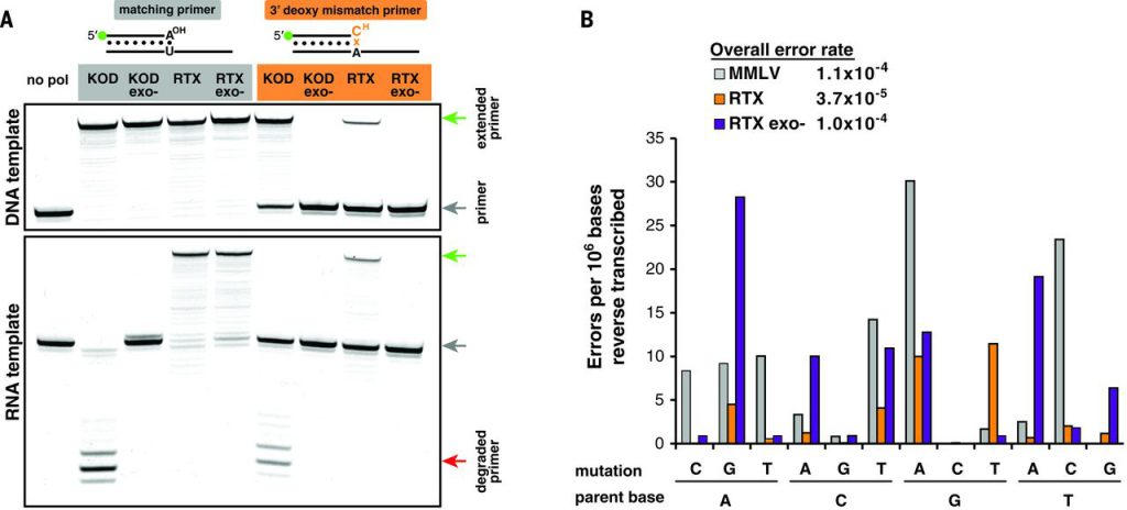 RTX polymerase proofreads during reverse transcription