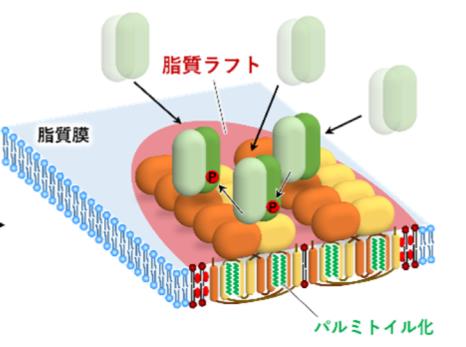 The New Role of STING in the Human Innate Immune System