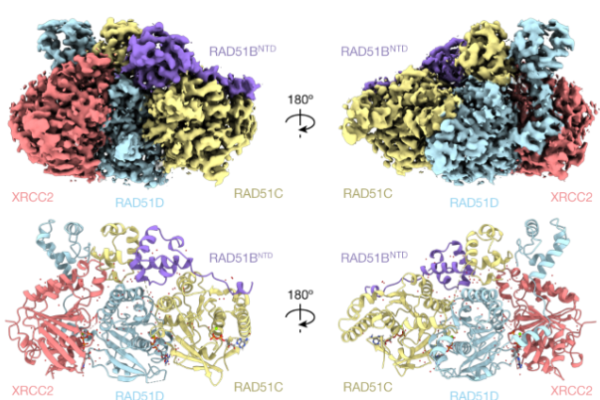 Structure and Function of the RAD51B-RAD51C-RAD51D-XRCC2 Protein Complex